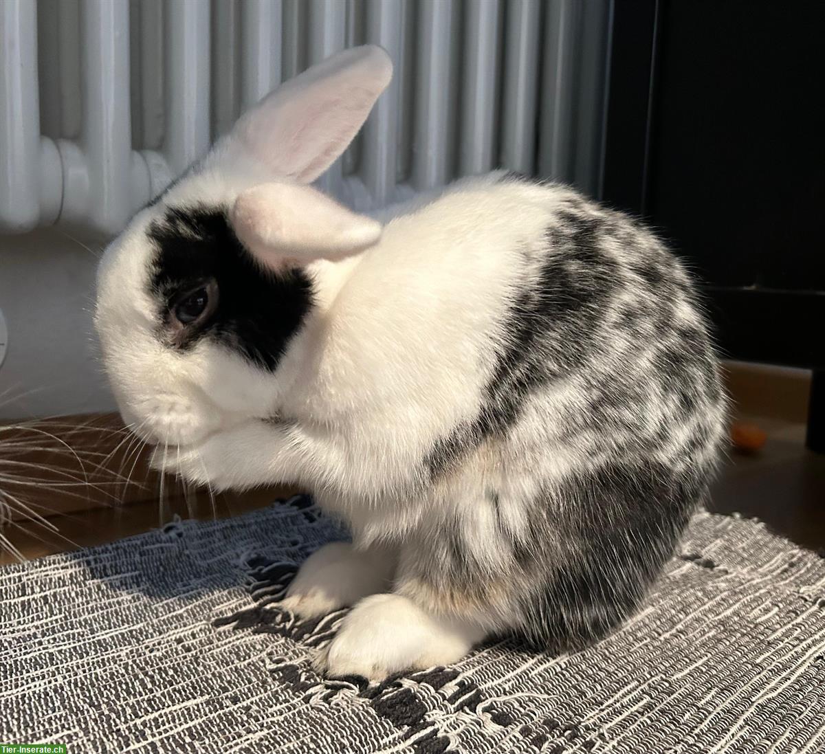 Bild 4: Zwergkaninchen-Pärchen, Weibchen & Männchen