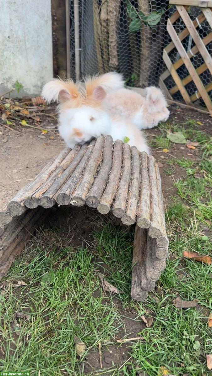 Bild 3: Auffangstation für Kaninchen & Meerschweinchen