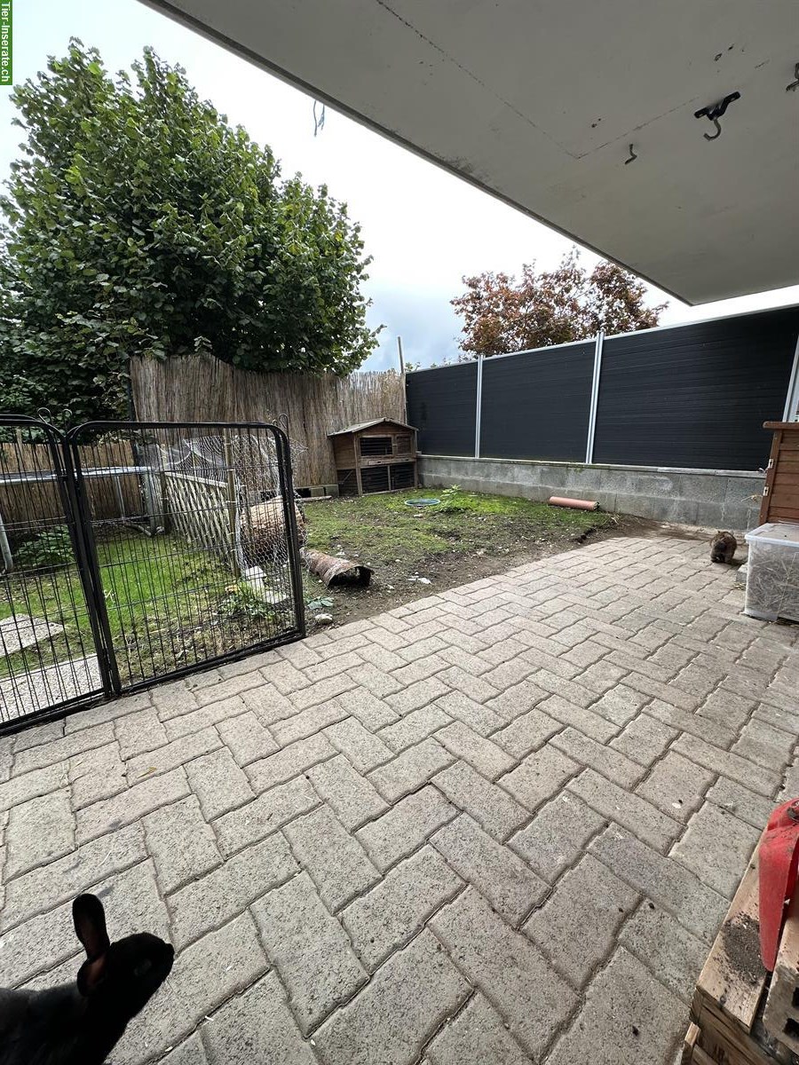 Bild 5: Auffangstation für Kaninchen & Meerschweinchen