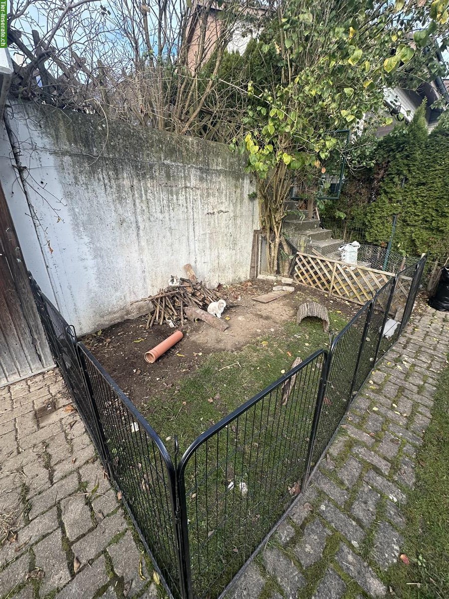 Bild 6: Auffangstation für Kaninchen & Meerschweinchen