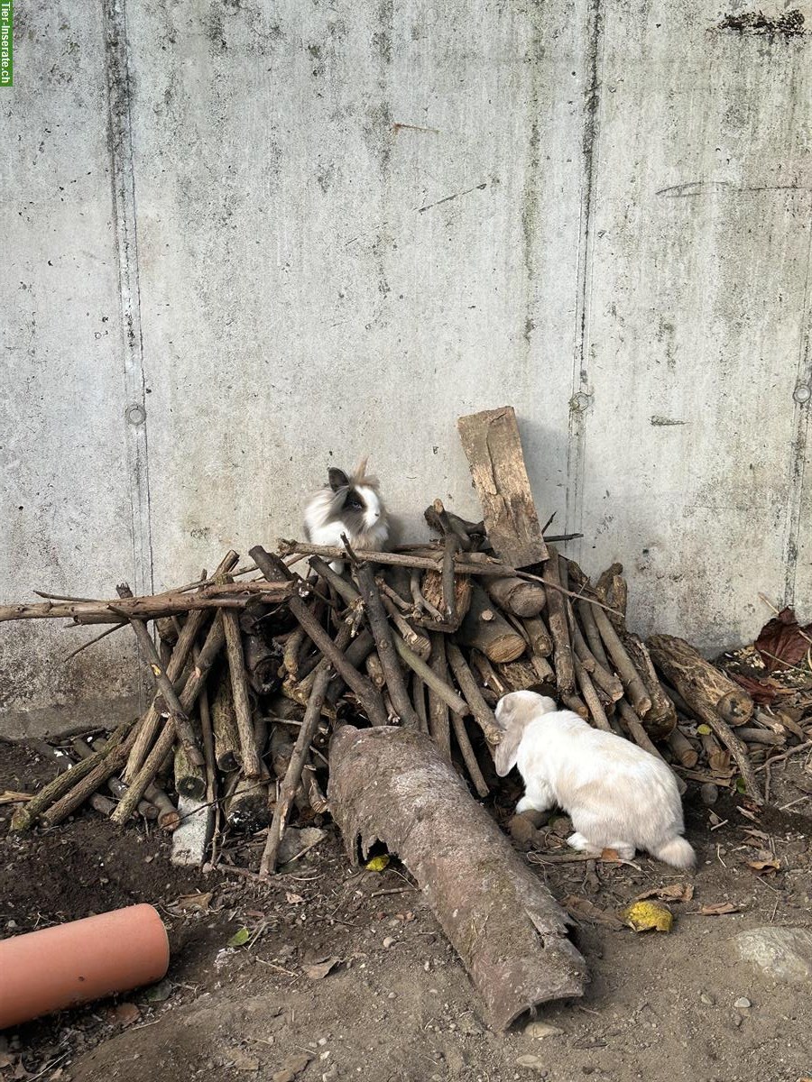 Bild 7: Auffangstation für Kaninchen & Meerschweinchen