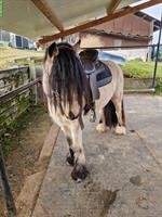 Reitbeteiligung für Tinkerpony in Däniken SO