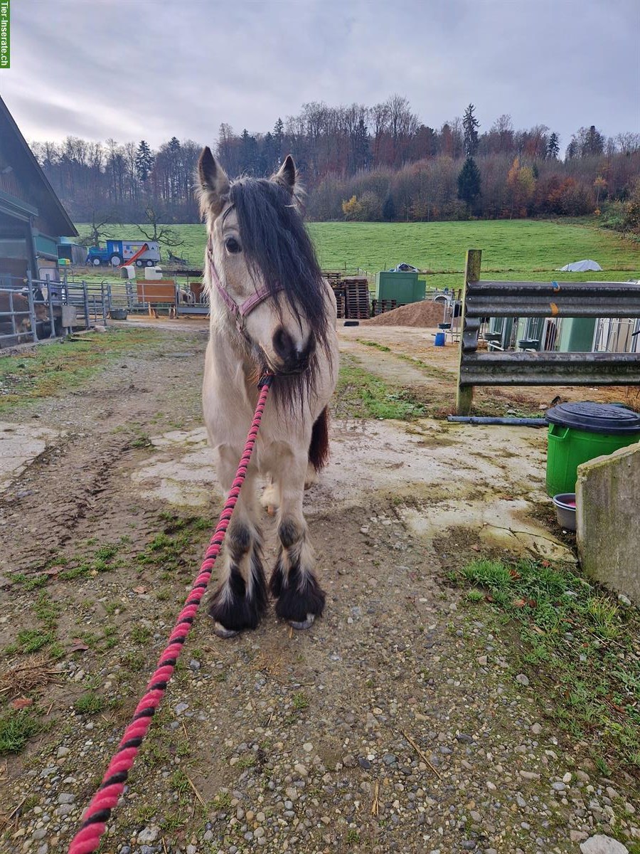 Bild 2: Reitbeteiligung für Tinkerpony in Däniken SO