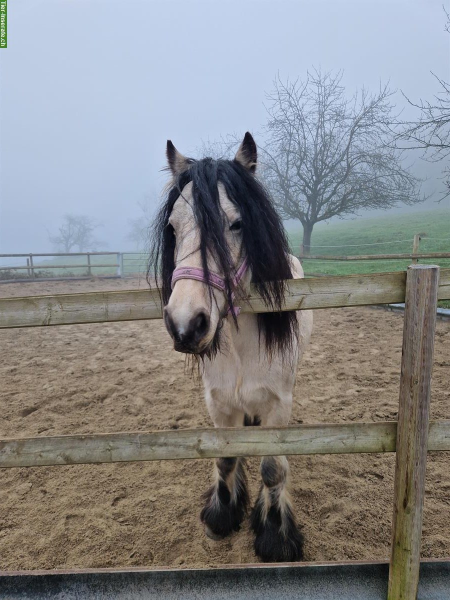 Bild 3: Reitbeteiligung für Tinkerpony in Däniken SO