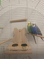 Süsse Wellensittiche mit Vogelkäfig zu verkaufen