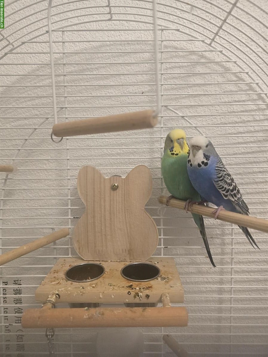 Bild 2: Süsse Wellensittiche mit Vogelkäfig zu verkaufen