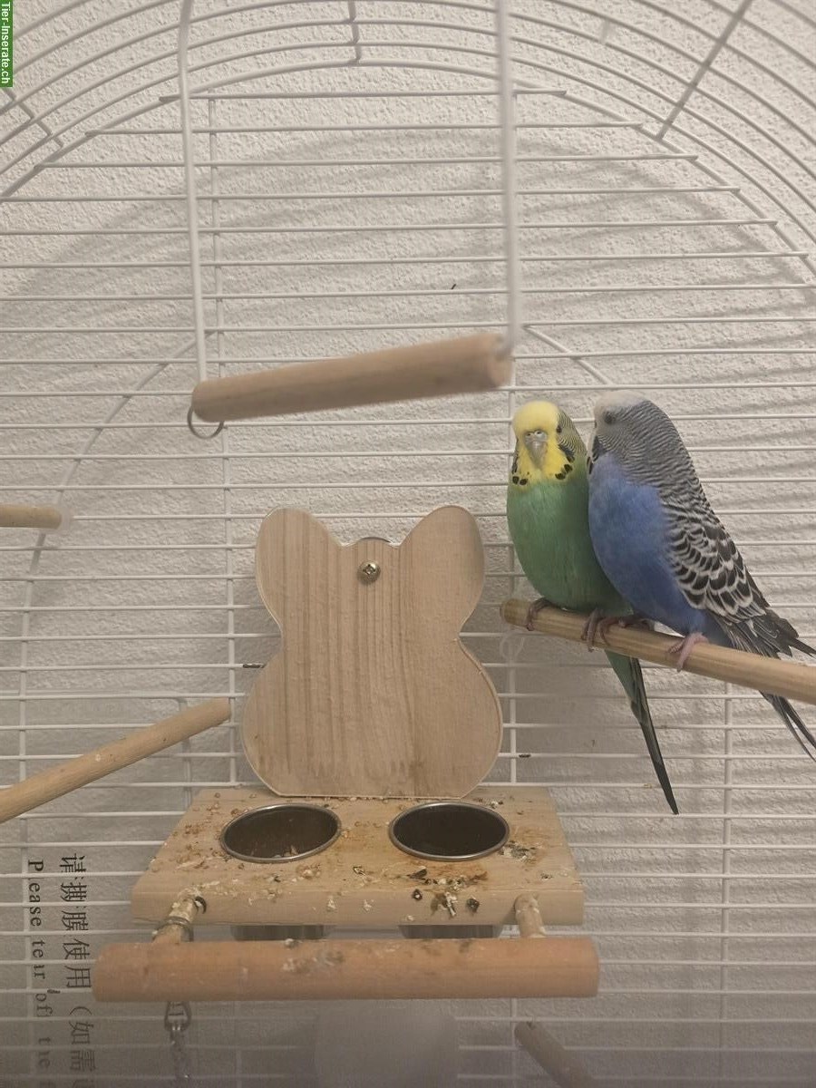 Bild 3: Süsse Wellensittiche mit Vogelkäfig zu verkaufen