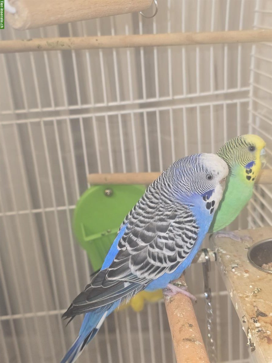 Bild 4: Süsse Wellensittiche mit Vogelkäfig zu verkaufen