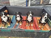 Appenzeller Sennenhunde Welpen, Rüden