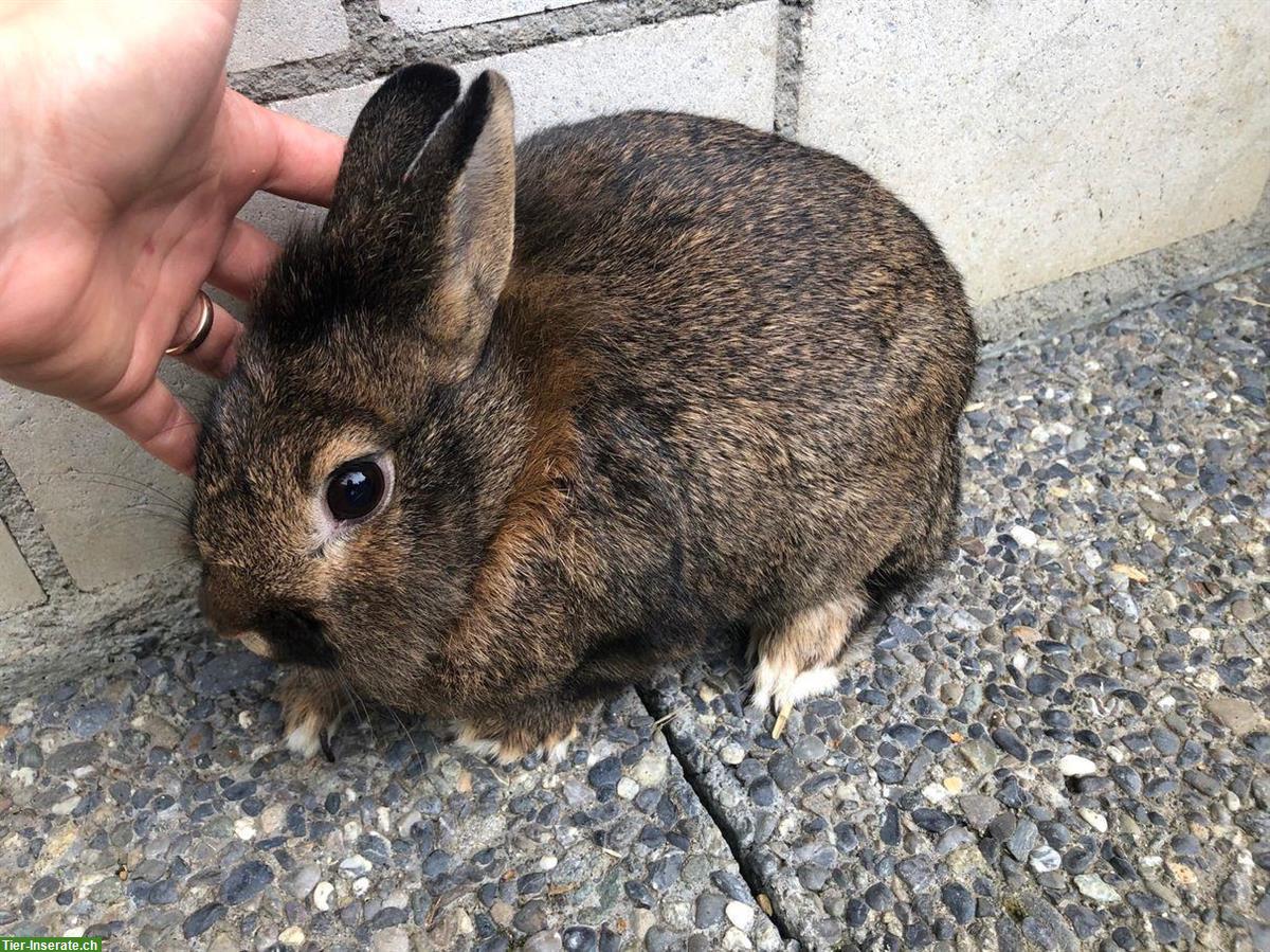 Löwenkopf Zwergkaninchen, männlich, kastriert