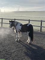 Reitbeteiligung für unser Pony im Kanton Zug