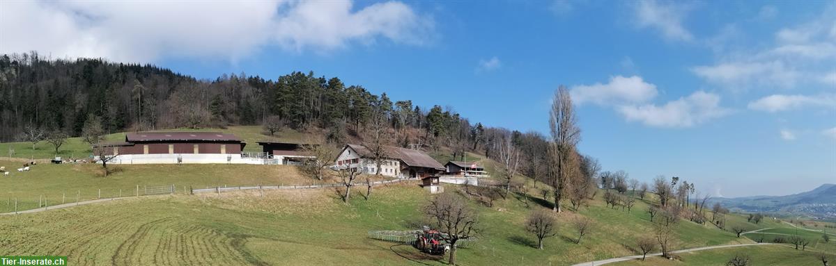 Grosszügiger Offenstall für 2-4 Pferde in Gipf-Oberfrick AG
