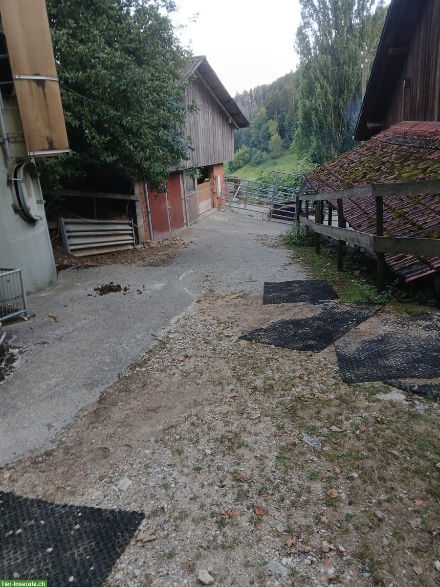 Bild 10: Grosszügiger Offenstall für 2-4 Pferde in Gipf-Oberfrick AG