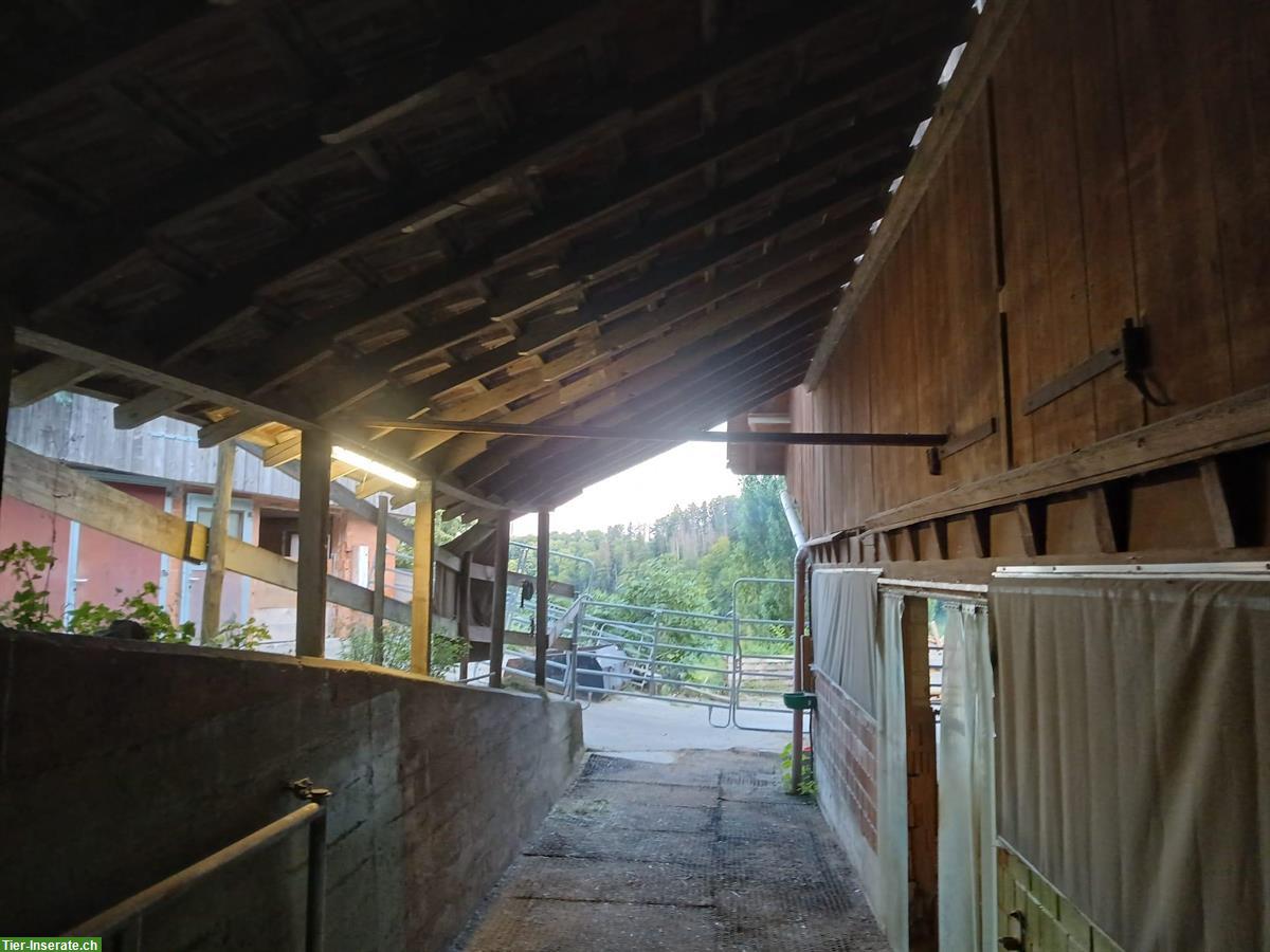 Bild 3: Grosszügiger Offenstall für 2-4 Pferde in Gipf-Oberfrick AG