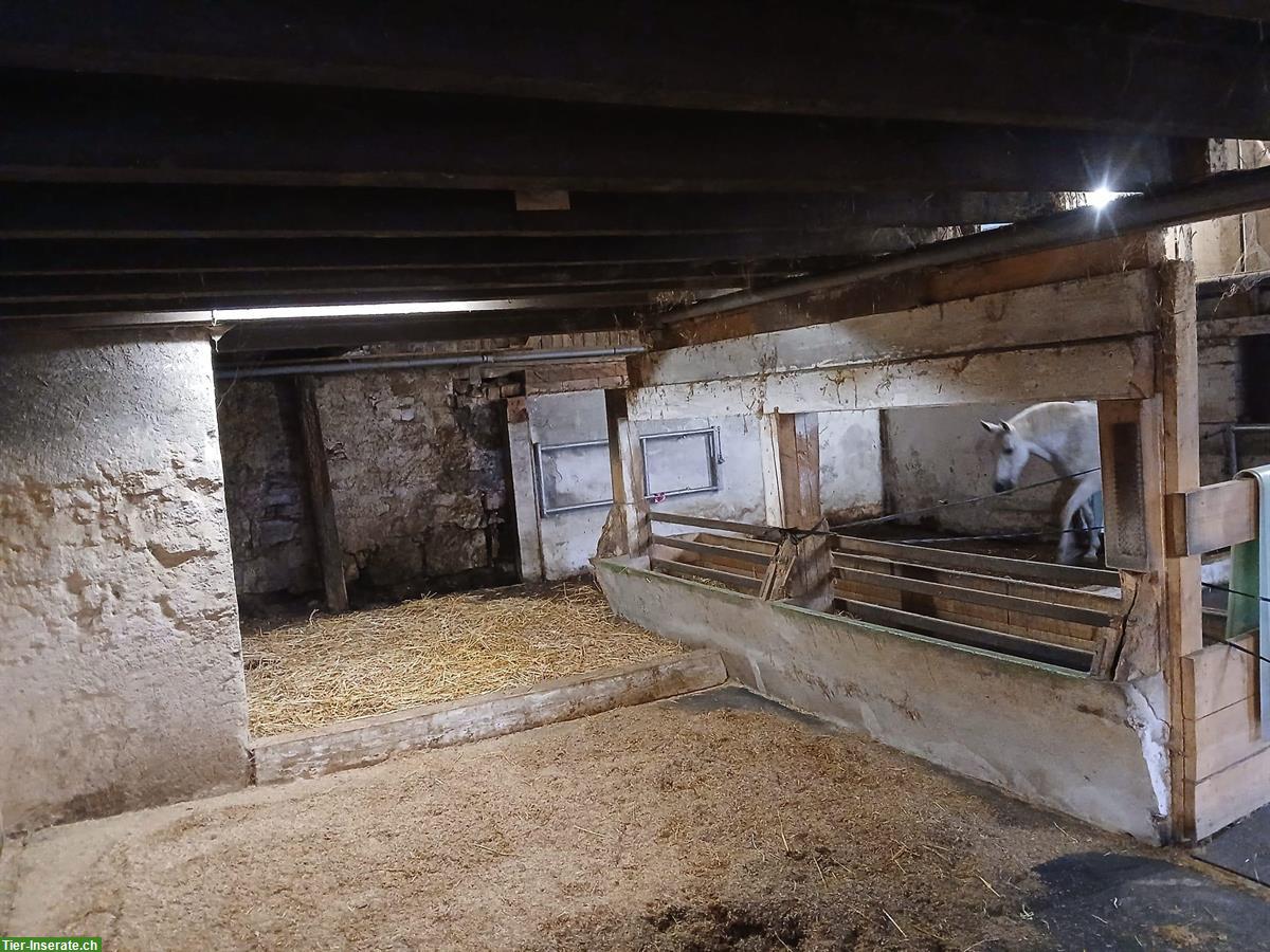 Bild 4: Grosszügiger Offenstall für 2-4 Pferde in Gipf-Oberfrick AG