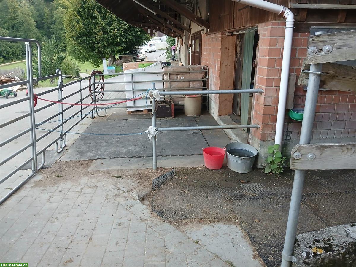 Bild 5: Grosszügiger Offenstall für 2-4 Pferde in Gipf-Oberfrick AG