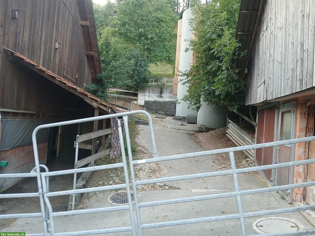 Bild 6: Grosszügiger Offenstall für 2-4 Pferde in Gipf-Oberfrick AG
