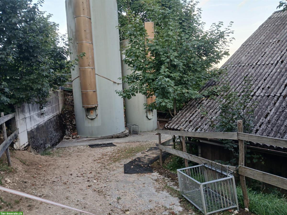 Bild 7: Grosszügiger Offenstall für 2-4 Pferde in Gipf-Oberfrick AG