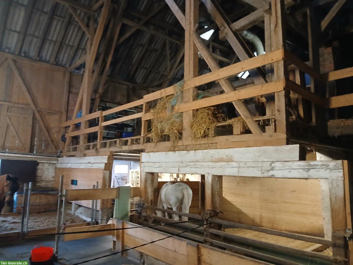 Bild 8: Grosszügiger Offenstall für 2-4 Pferde in Gipf-Oberfrick AG