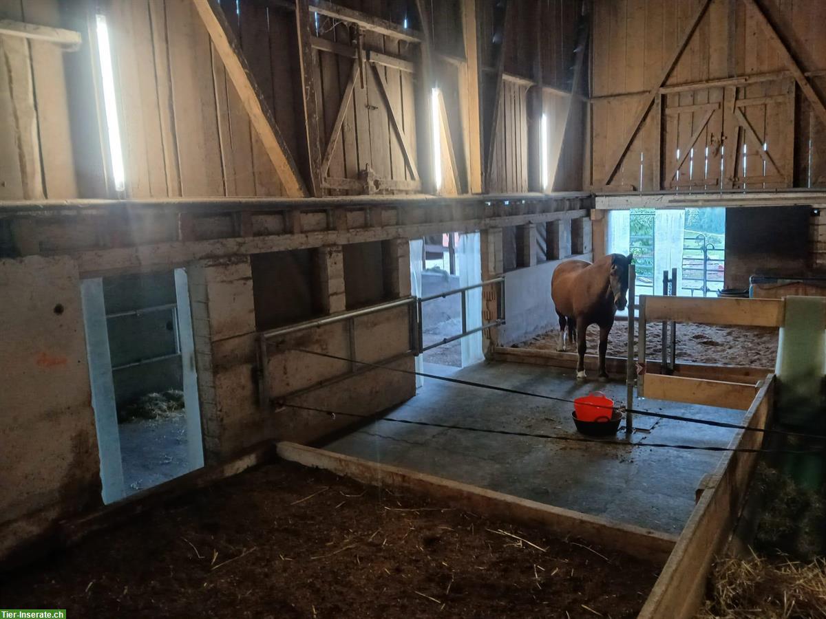 Bild 9: Grosszügiger Offenstall für 2-4 Pferde in Gipf-Oberfrick AG
