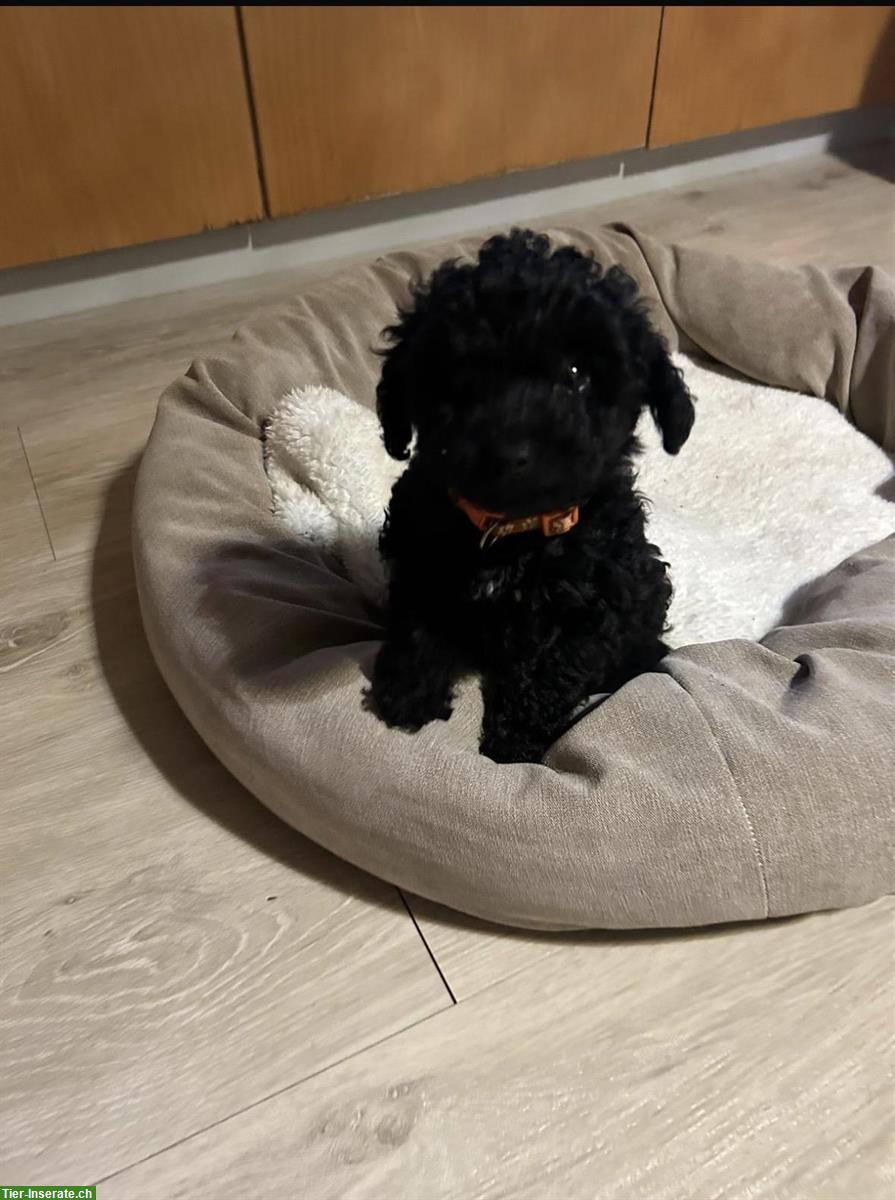 Pudel Hündin Tina sucht ihre Familie