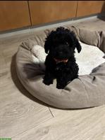 Pudel Hündin Tina sucht ihre Familie