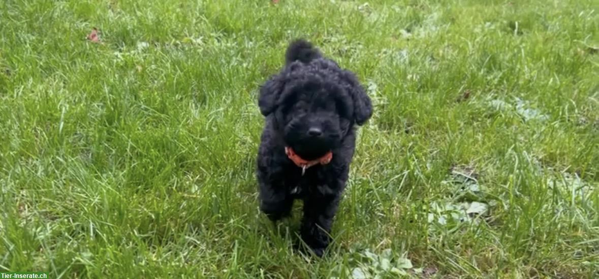 Bild 2: Pudel Hündin Tina sucht ihre Familie