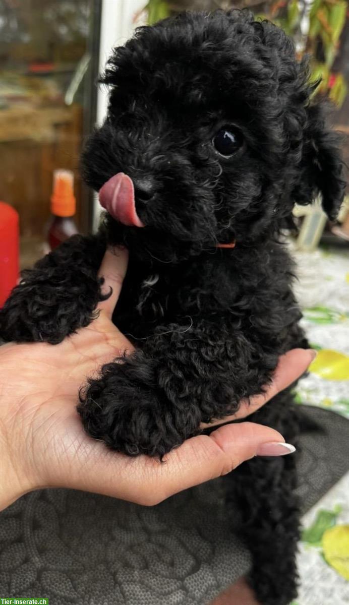 Bild 3: Pudel Hündin Tina sucht ihre Familie