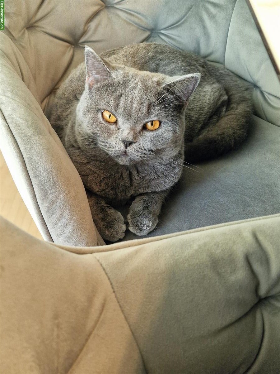 2 British Kurzhaar Kater gemeinsam abzugeben