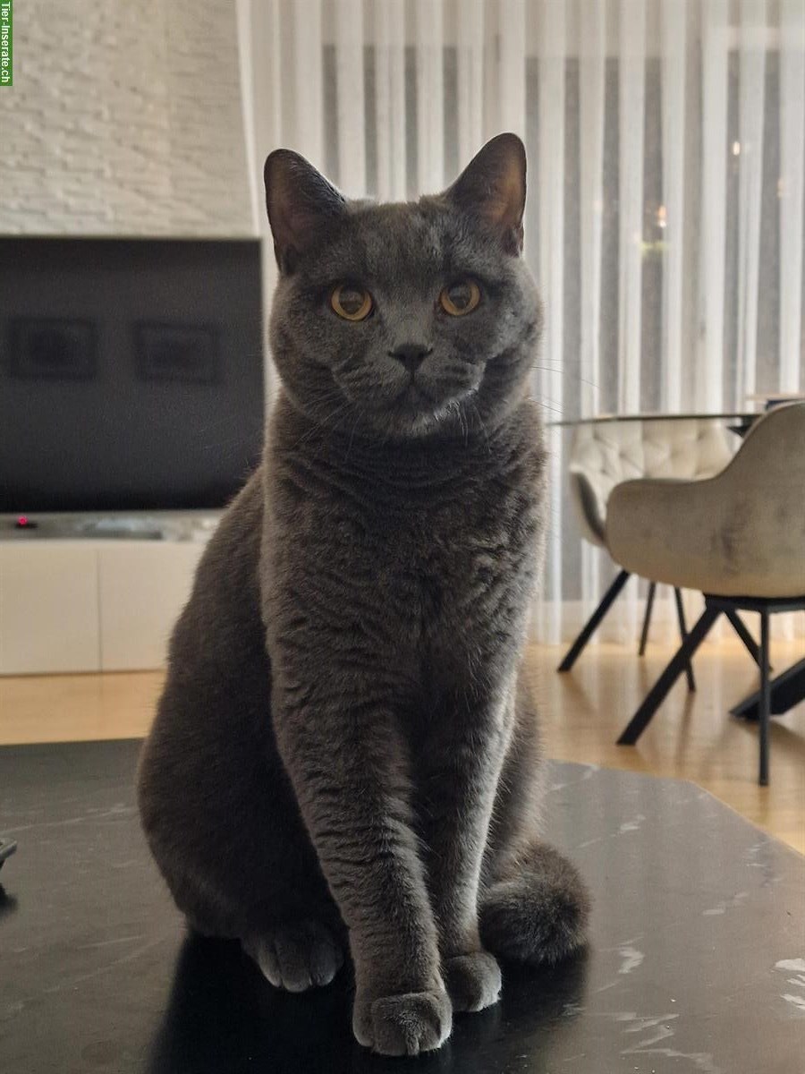 Bild 2: 2 British Kurzhaar Kater gemeinsam abzugeben