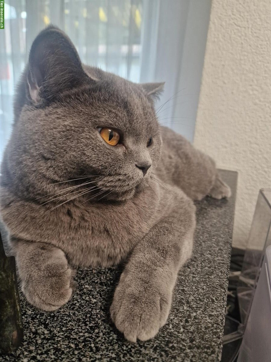 Bild 3: 2 British Kurzhaar Kater gemeinsam abzugeben