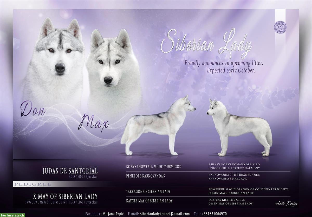 Siberian Husky Lady Welpen, Rüden zu verkaufen