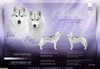 Siberian Husky Lady Welpen, Rüden zu verkaufen
