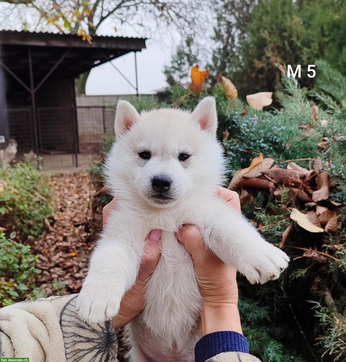 Bild 2: Siberian Husky Lady Welpen, Rüden zu verkaufen