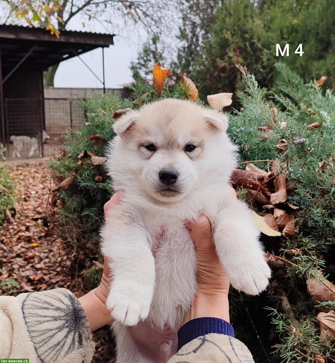 Bild 3: Siberian Husky Lady Welpen, Rüden zu verkaufen