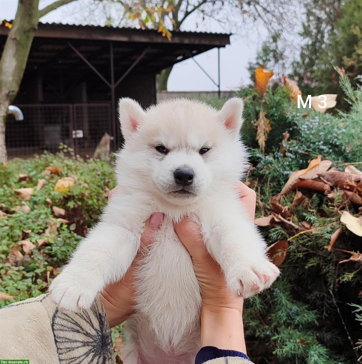 Bild 4: Siberian Husky Lady Welpen, Rüden zu verkaufen