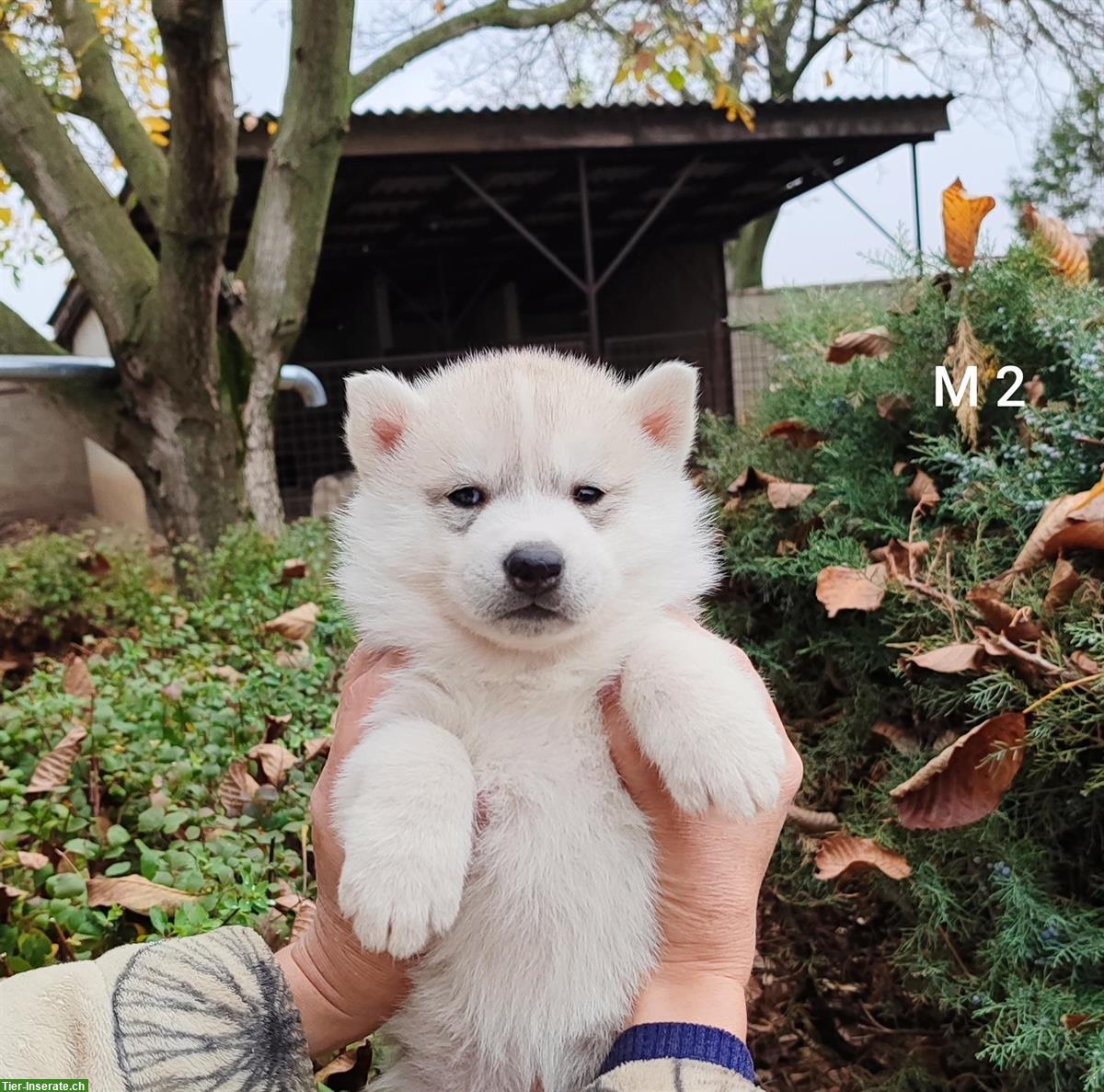 Bild 5: Siberian Husky Lady Welpen, Rüden zu verkaufen