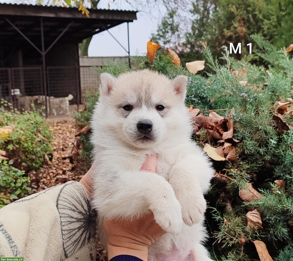 Bild 6: Siberian Husky Lady Welpen, Rüden zu verkaufen