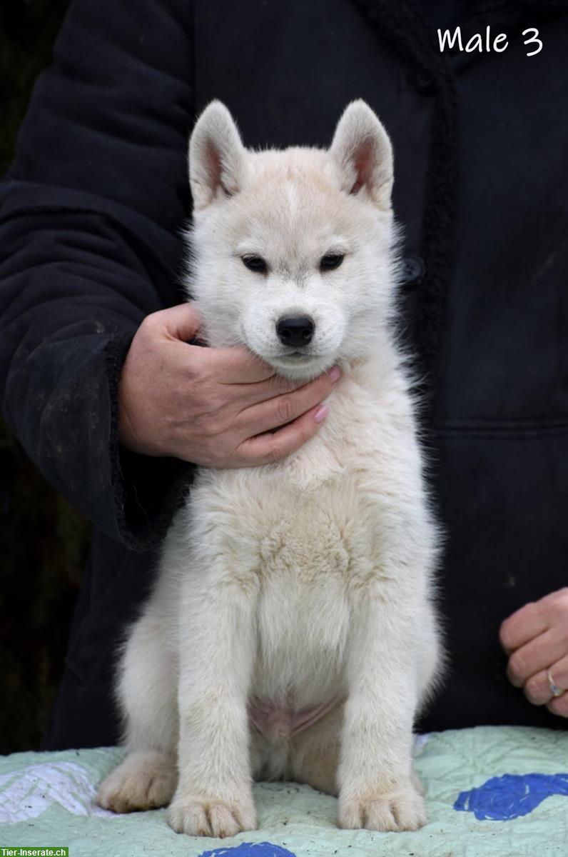 Bild 7: Siberian Husky Lady Welpen