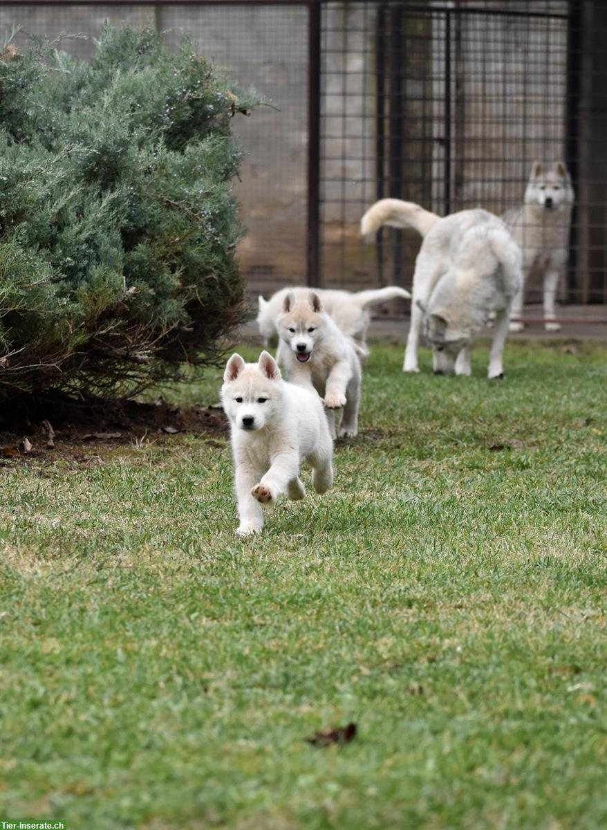 Bild 9: Siberian Husky Lady Welpen
