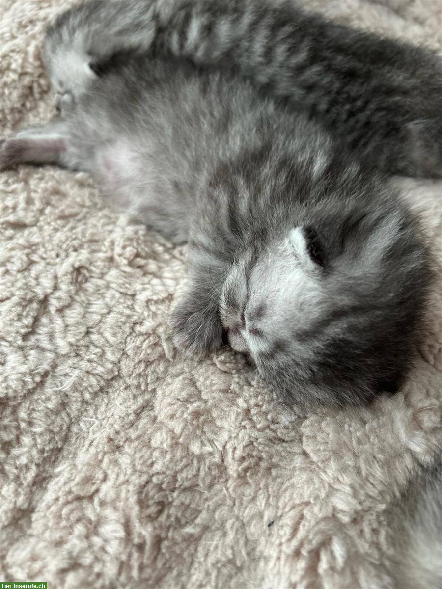 Reinrassige Britische Kurzhaar Kitten zu verkaufen