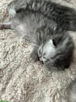 Reinrassige Britische Kurzhaar Kitten zu verkaufen