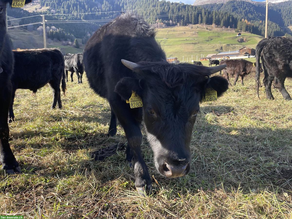 Schwarze Dexter Rinder zu verkaufen, Kühe ab 1 Jahr