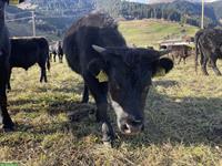 Schwarze Dexter Rinder zu verkaufen, Kühe ab 1 Jahr