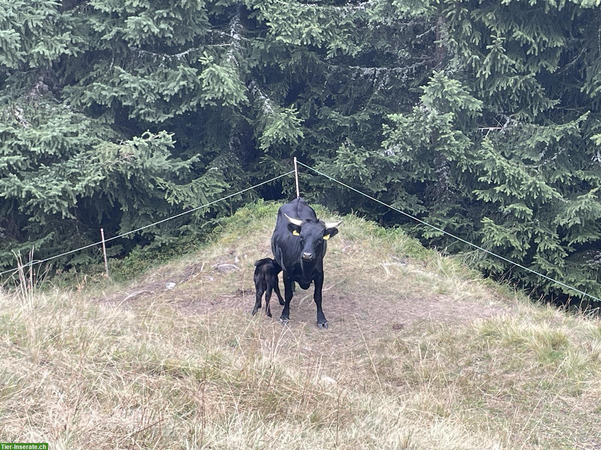 Bild 2: Schwarze Dexter Rinder zu verkaufen, Kühe ab 1 Jahr