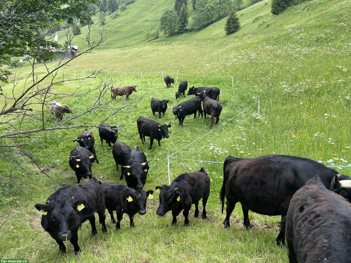 Bild 3: Schwarze Dexter Rinder zu verkaufen, Kühe ab 1 Jahr