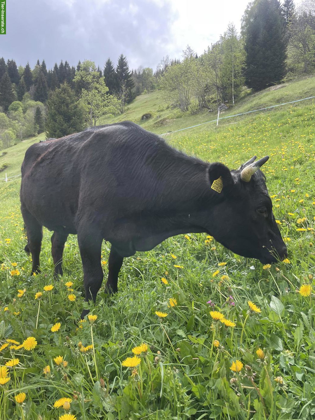 Bild 5: Dexter Kühe, schwarz, mit Horn