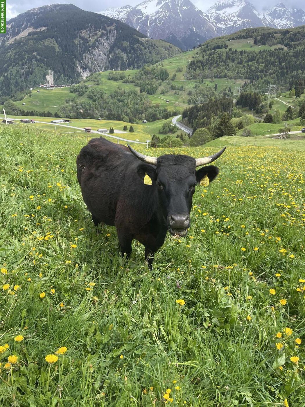 Bild 6: Dexter Kühe, schwarz, mit Horn