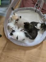 Sibirische Waldkatze/Neva Masquarade Kitten