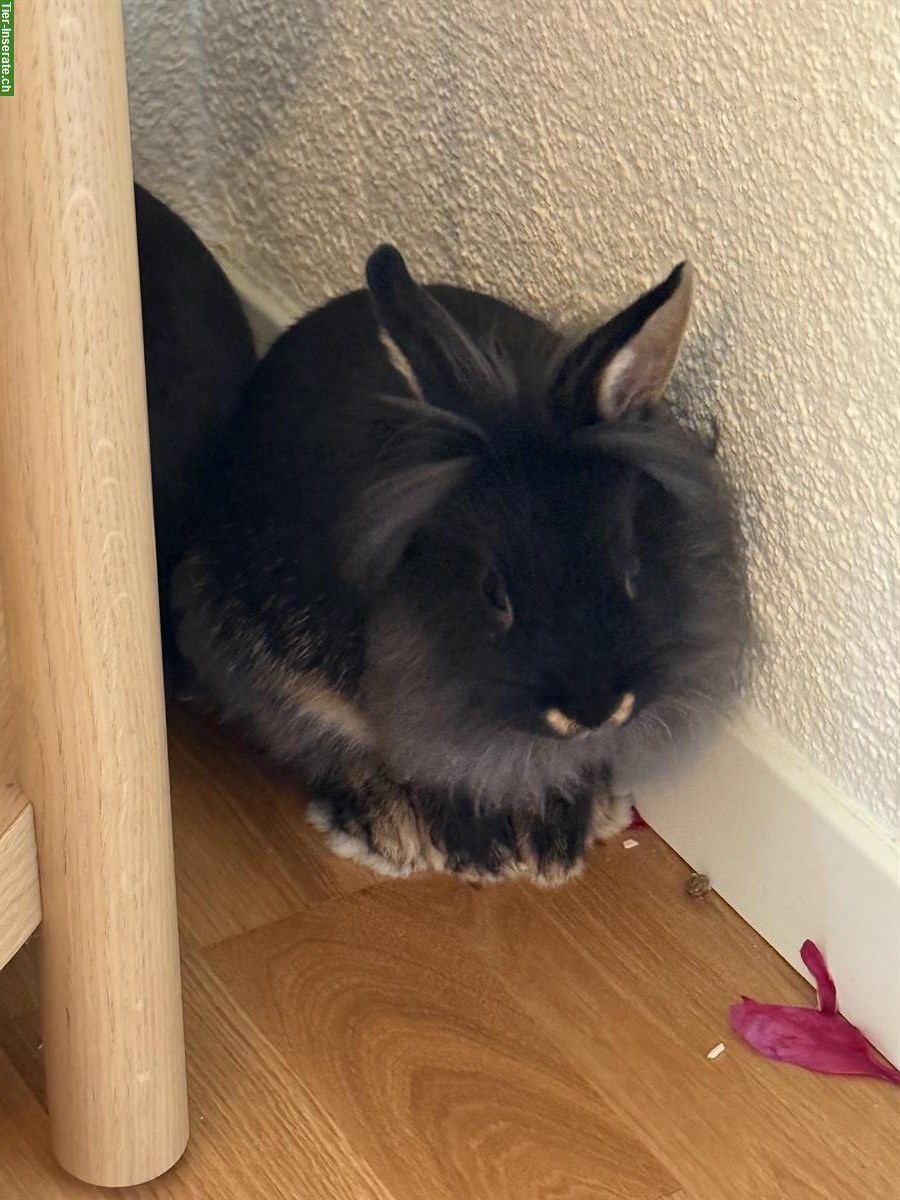 3 Löwenkopf Zwergkaninchen zusammen abzugeben